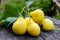 Freshly picked yellow pears on a wooden stump.