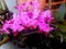 Freshly Pink Orchid Flowers Stems