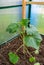 Freshly planted cucumber in springtime greenhouse