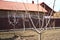 Freshly planted leafless young fruit trees in an early spring garden