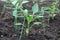 Freshly Planted Pepper Plants in Large Garden Bed