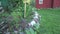 Freshly planted and watered ginkgo biloba tree sapling in rural wooden house yard. 4K
