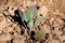 Freshly planted young Cabbage or Headed cabbage leafy green annual vegetable crop in local urban garden surrounded with dry soil