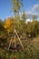 Freshly planted young willow tree in park in autumn, Moscow, Russia