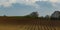 Freshly ploughed field with blue sky