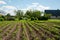 Freshly plowed furrows of young potatoe in garden