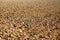 Freshly plowed land. A brownish relief texture. Loose soil for planting. Agriculture. Agricultural business. Technology of food cu