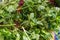 Freshly plucked parsley closeup. View from above