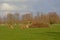 Freshly pruned pollarded willows in a meadow the flemish countryside