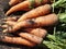 Freshly pulled out of the ground vegetable root vegetables of Sowing carrots Latin Daucus carota subsp. Sativus lie on the