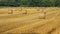 Freshly rolled hay bales in a field in Tuscany Italy. Golden and relaxing contest. Summer season