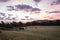 Freshly rolled hay bales rest on rolling hill with dramatic cloudscape at sunrise