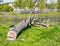 A freshly sawn old tree in the park lies on the grass and two chainsaws on it