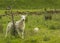 Freshly Sheared Sheep