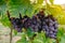 Freshly Shiraz grapes for wine production