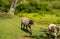 Freshly shorn black sheep in idyllic nature scene