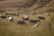 Freshly shorn sheep in golden dry, coastal paddock, New Zealand