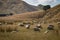 Freshly shorn sheep in golden dry, coastal paddock, New Zealand