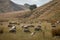 Freshly shorn sheep in golden dry, coastal paddock, New Zealand