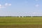 Freshly sown field with young sprouts of crops