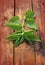 Freshly stinging nettle on a wooden background