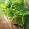 Freshly stinging nettles in basket