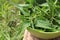 Freshly stinging nettles in bowl