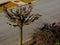 Freshly trimmed small tree with cut short branches in aerial view