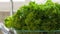 Freshly washed green kale leaves in kitchen