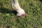 Freshly washed horse hoof of leg closeup on green grass