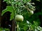 Freshly watered green tomatoes