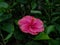 freshly watered pink hibiscus flower