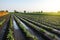 A freshly watered potato plantation in the early morning. Vegetable farming. Surface irrigation of crops. European farming.