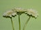 Freshness beauty gerbera flowers on a green background