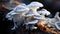 Freshness and beauty in nature edible mushroom, healthy eating generated by AI