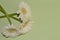 Freshness beauty white gerbera flowers on green background. Space for text