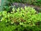 Freshness and fresh green fern selaginella involvens on the ground