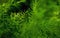 Freshness green fine leaves of Asparagus fern on natural background
