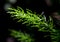 Freshness green fine leaves of Asparagus fern on natural background