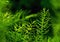 Freshness green fine leaves of Asparagus fern on natural background