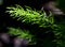 Freshness green fine leaves of Asparagus fern on natural background