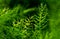 Freshness green fine leaves of Asparagus fern on natural background