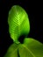 Freshness green leaf in dark scene