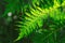 Freshness Green leaf of Fern on black background