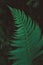 Freshness Green leaf of Fern on black background. Natural ferns pattern. Image close up. Copy, empty space for text