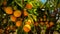 Freshness and growth in nature vibrant citrus fruit generated by AI