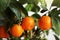 Freshness mandarin fruits on a tree. Tangerine background