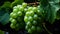 Freshness of nature growth, grape vineyard, ripe fruit, green leaf generated by AI