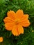 Freshness Orange sulfur cosmos flower in the morning