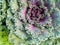 Freshness Ornamental Kale and cabbage